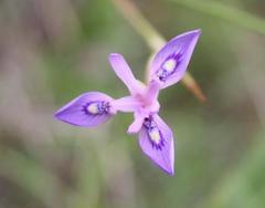 Moraea elliotii