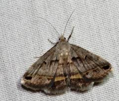 Acantholipes trimeni