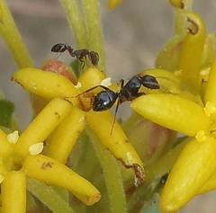 Camponotus werthi