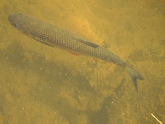 Squalius cephalus