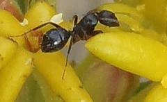 Camponotus werthi