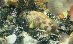 Acanthistius sebastoides