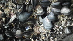 Choromytilus meridionalis