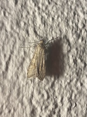 Nomophila noctuella