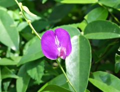 Canavalia bonariensis