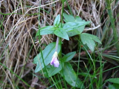 Epilobium alsinifolium