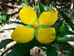 Ludwigia elegans