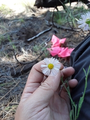 Erigeron tracyi