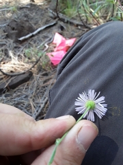 Erigeron tracyi