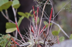 Tillandsia schiedeana