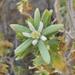 Kissenia capensis - Photo (c) Alex Dreyer, algunos derechos reservados (CC BY-NC), uploaded by Alex Dreyer