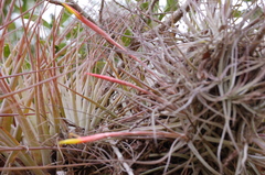 Tillandsia schiedeana