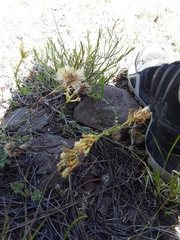 Chrysothamnus depressus