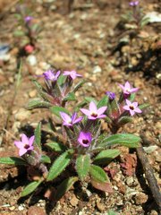 Collomia diversifolia