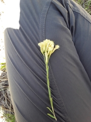 Chrysothamnus depressus