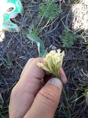 Chrysothamnus depressus