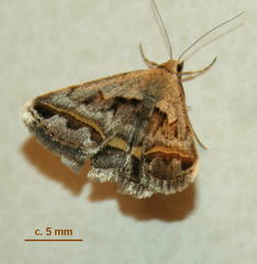 Acantholipes trimeni