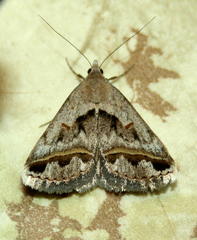 Acantholipes trimeni