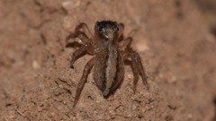 Saitis tauricus