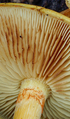 Gymnopilus suberis