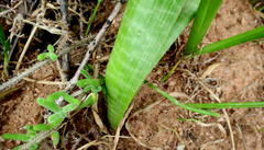 Lachenalia haarlemensis