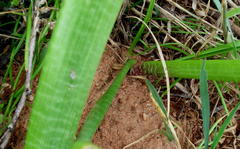 Lachenalia haarlemensis