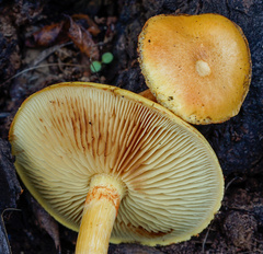 Gymnopilus suberis
