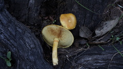 Gymnopilus suberis