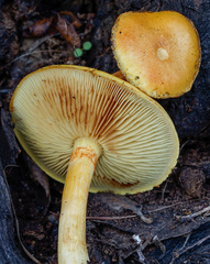 Gymnopilus suberis