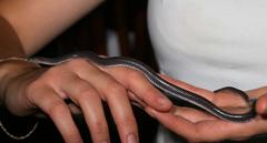 Lycophidion capense capense