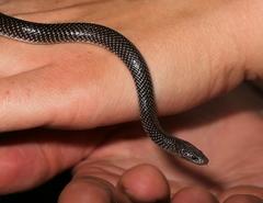 Lycophidion capense capense