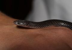 Lycophidion capense capense