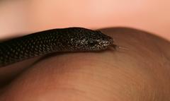 Lycophidion capense capense