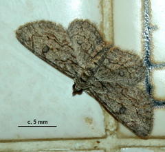 Orbamia octomaculata