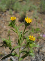 Layia hieracioides