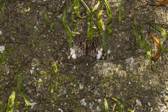 Ectima thecla thecla