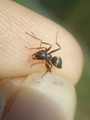 Formica cinerea