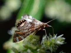 Petrophila fulicalis