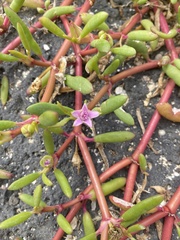 Sesuvium edmonstonei