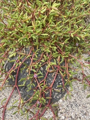 Sesuvium edmonstonei