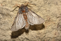 Thaumetopoea pinivora