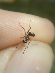 Formica cinerea