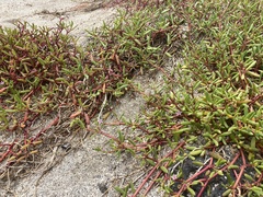 Sesuvium edmonstonei