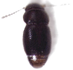 Ptinella ferruginea