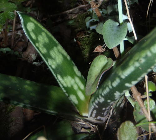Gasteria obliqua