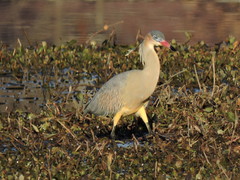 Whistling Heron photo 6