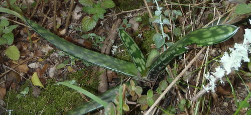 Gasteria obliqua