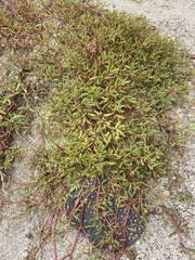 Sesuvium edmonstonei