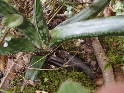 Gasteria obliqua