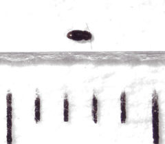 Ptinella ferruginea